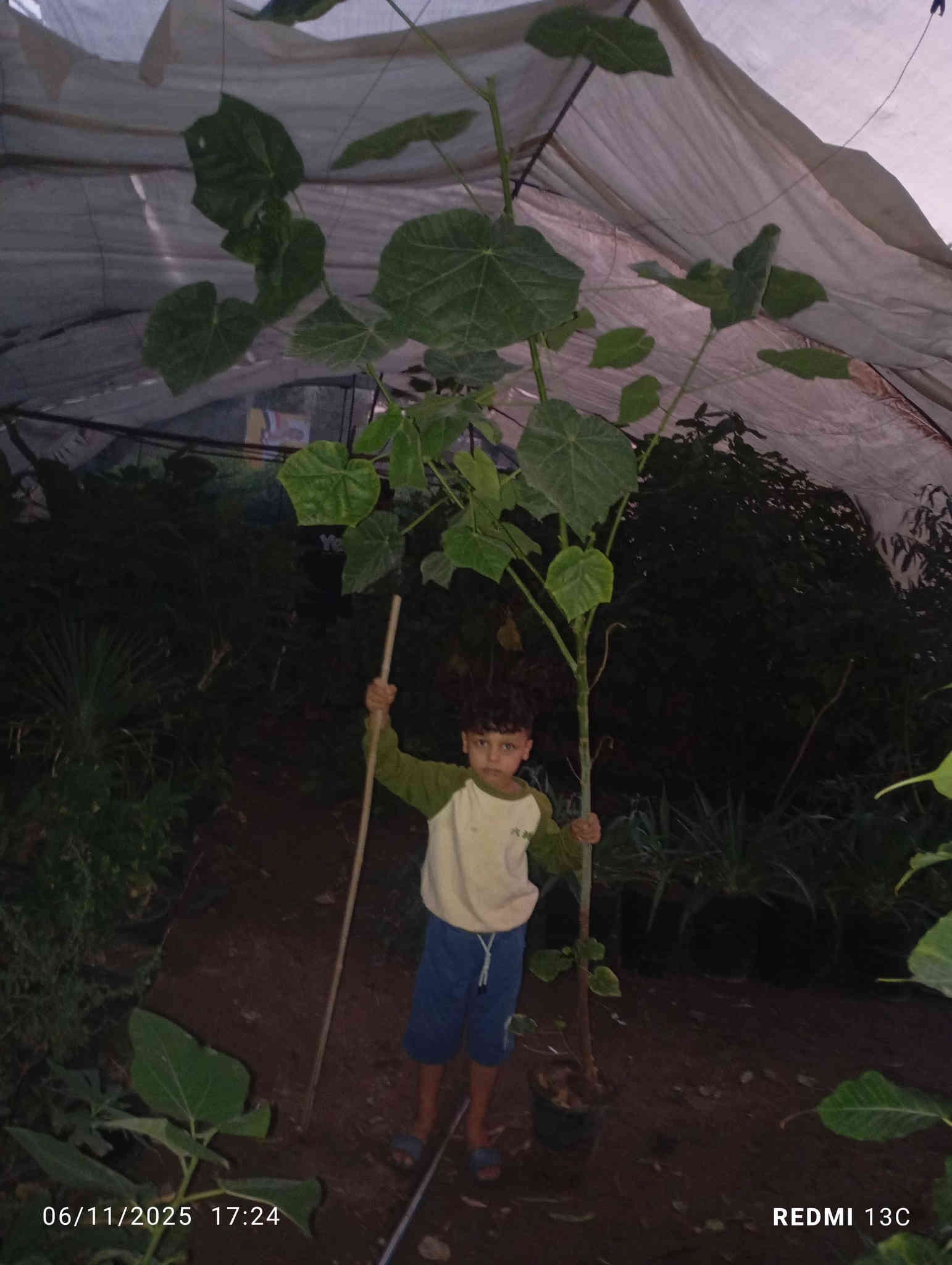 على بركة الله توفرت شتلات الثريا لاصحاب المشاتل والمزارع ارتفاع مترين ونص الى متر  محرك وجاهز للاستفسار ***********
