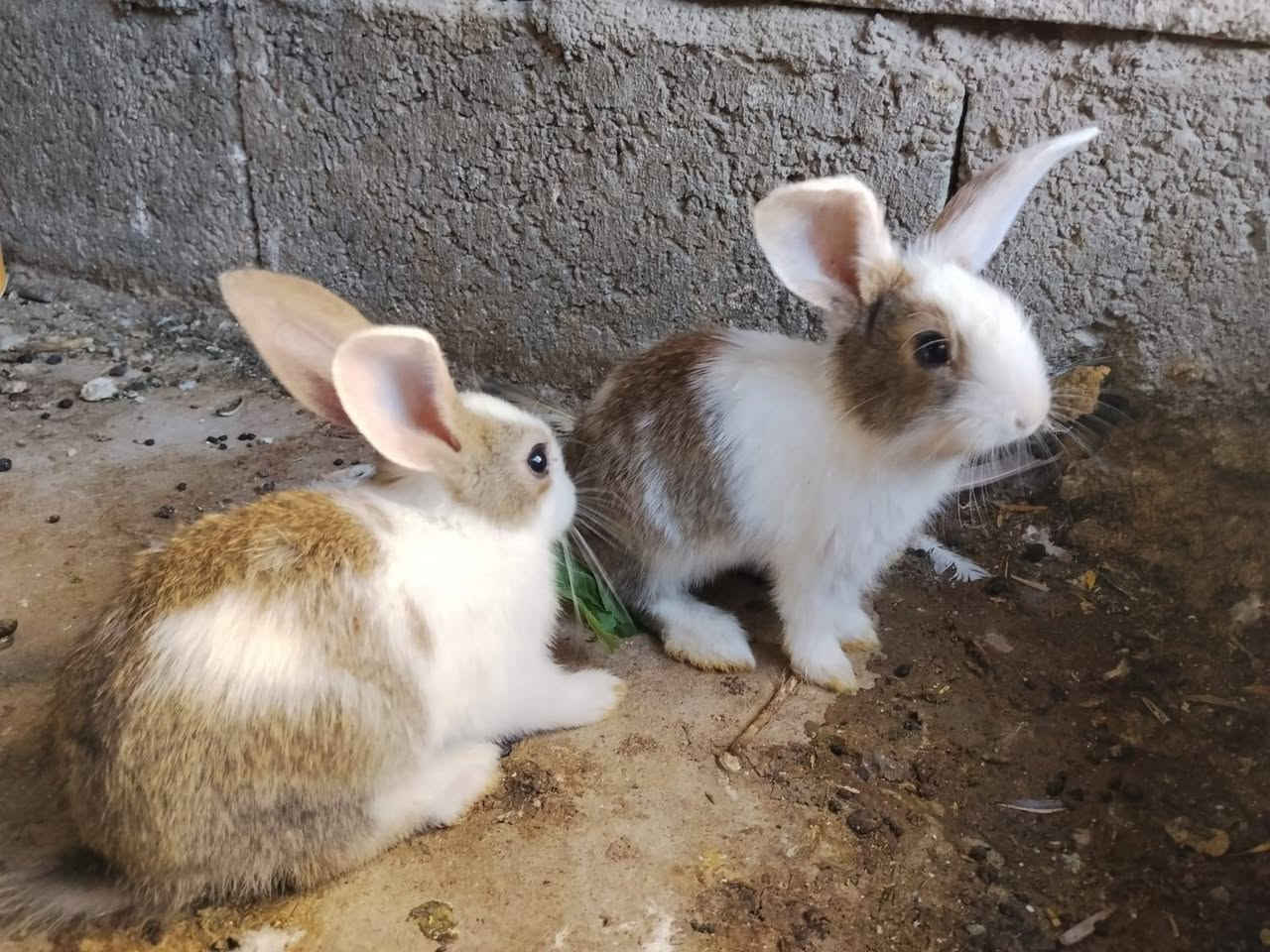 ئەم دوو بچکەیە بۆفرۆشتن دورەگن


**إذا كنت صاحب هذا الإعلان وتريد حذفه لأي سبب، رجاءا أرسل رسالة إلى الدعم الفني**