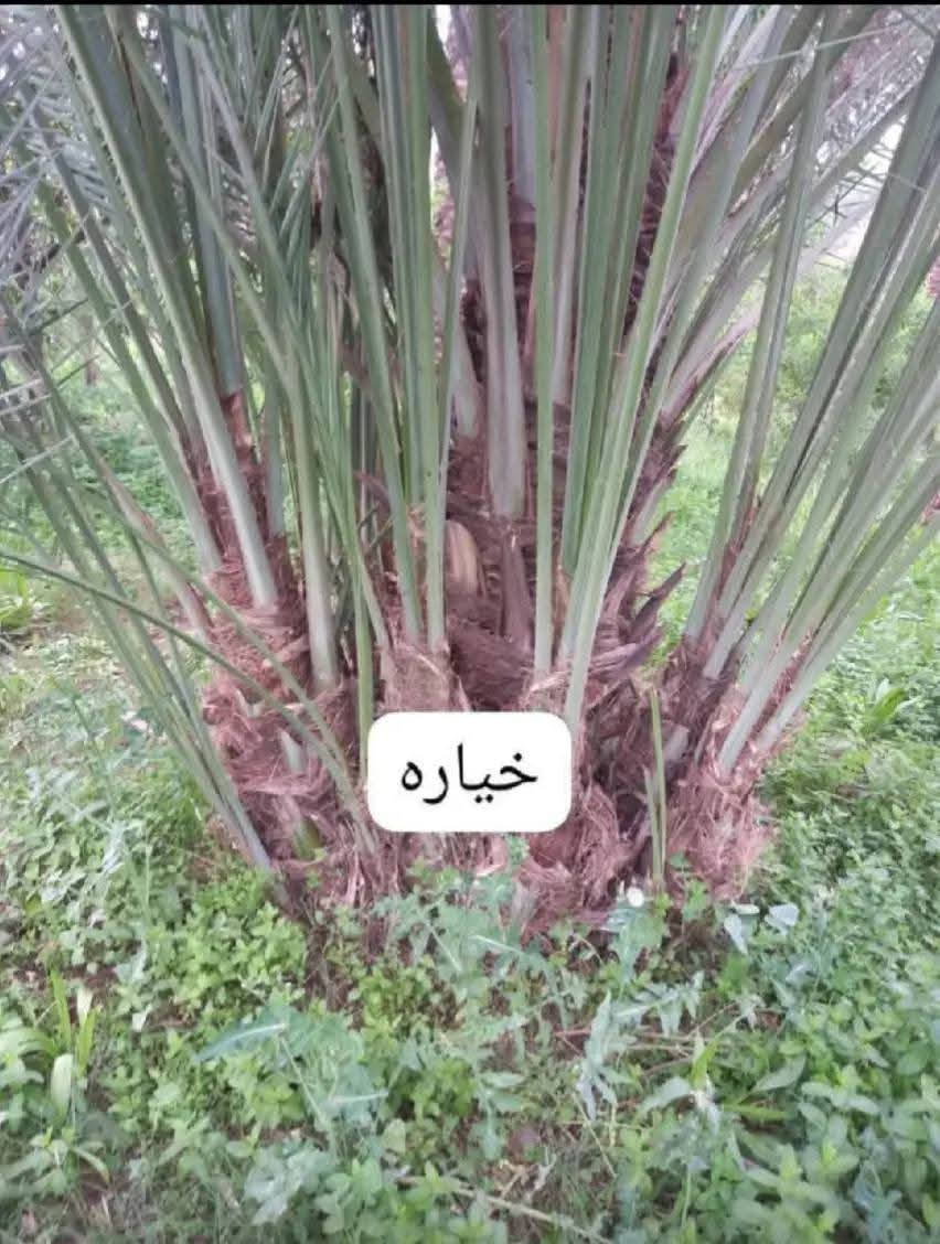 متــــــوفــــر
متوفر فسائل شيشي ب50 الف مع القلع
فسائل عمراني الفسيل ب 25 الف مع القلع
فسائل ام البلاليز الفسيله 75 الف مع القلع
فسائل ام دهن سعر الفسيله 50 الف مع القلع
فسائل بلكه سعر الفسيله 50 الف مع القلع
فسائل بربن الفسيل ب 25 الف مع القلع 
فسائل بريم الفسيل 35 الف مع القلع***********/
