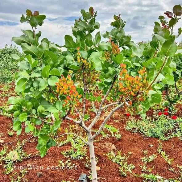 متاح لدينا بذورها بذور شجرة الفستق الحلبي عاشوري
لطلب والحجز واتساب *********** السماوه أو مراسلة الصفحه يوجد خدمة توصيل طلبات داخل السماوه ولكافة المحافظات لباب البيت أنواع البذور الاستوائية النادره

