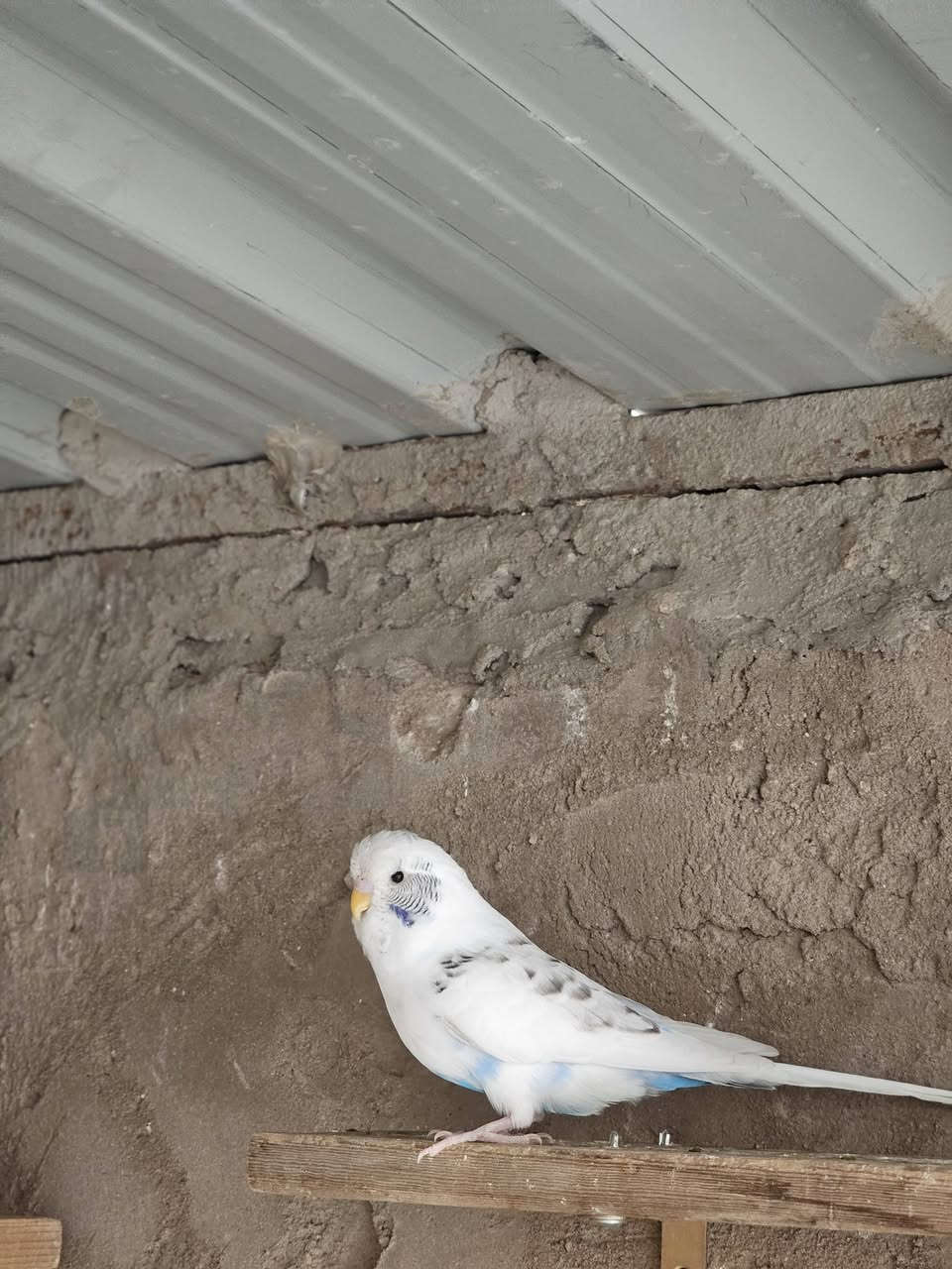 تك فحل نص اوربي زايف جاهز للتزاوج خشونه وصحه خير من الله سعر ٢٠ مكاني نجف حي عسكري


**إذا كنت صاحب هذا الإعلان وتريد حذفه لأي سبب، رجاءا أرسل رسالة إلى الدعم الفني**