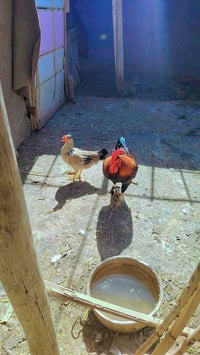 ديج عربي شمسي • دجاج عربي شوكي • المشخاب يم المحكمة