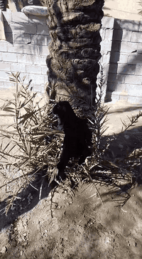 فسيله للبيع طولها تقريبا 4 متر 07719913811