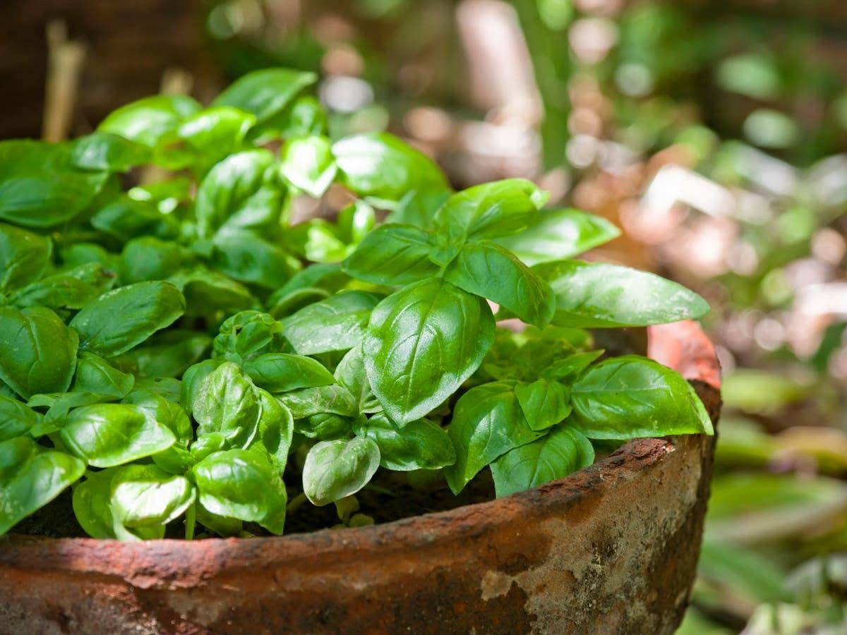 🌿 الريحان.. نبتة السحر والعطر! 🌿
🌱 لماذا تزرع الريحان؟
✔️ يضفي لمسة عطرية منعشة في حديقتك أو منزلك.
✔️ يستخدم في الطهي ليعطي نكهة مميزة للأطباق.
✔️ له فوائد صحية عديدة مثل تعزيز المناعة وتحسين الهضم.
✔️ طارد طبيعي للحشرات والبعوض.

☀️ طريقة العناية بالريحان
🌞 الضوء: يحتاج إلى 6-8 ساعات من الشمس يوميًا.
💧 الري: يحب التربة الرطبة ولكن ليس المشبعة بالماء.
🌿 التقليم: قصّ الأوراق باستمرار لتشجيع نمو جديد.
🏡 التربة: تربة جيدة التصريف وغنية بالمغذيات.

🪴 زراعته في المنزل
✔️ يمكن زراعته في أصيص على الشرفة أو المطبخ.
✔️ يفضل زراعته في الربيع والصيف.
✔️ احرص على تقليم الزهور لتشجيع نمو الأوراق العطرية.

🍃 أنواع الريحان
🌿 الريحان الحلو – الأكثر شيوعًا في الطهي.
🌿 الريحان التايلاندي – نكهة مميزة تشبه اليانسون.
🌿 الريحان الأرجواني – لون جميل ونكهة قوية.

🫖 فوائد صحية مذهلة!
✔️ مضاد للأكسدة، يحارب الجذور الحرة.
✔️ يساعد في تقليل التوتر وتحسين المزاج.
✔️ يعزز صحة الجهاز الهضمي.
✔️ مفيد لصحة البشرة والشعر.

💡 نصيحة ذهبية: إذا لاحظت ذبول الريحان، انقله إلى مكان مشمس واسقه بانتظام، وسترى كيف يستعيد حيويته!

🌿 هل لديك ريحان في منزلك؟ أخبرنا عن تجربتك! 💬

متوفر شتلات الريحان الأخضر والريحان الأرجواني..

#مشتل_زهرة_الأوركيدا
#موصل_حي_الكرامه_مقابل_دائرة_الكهرباء


**إذا كنت صاحب هذا الإعلان وتريد حذفه لأي سبب، رجاءا أرسل رسالة إلى الدعم الفني**