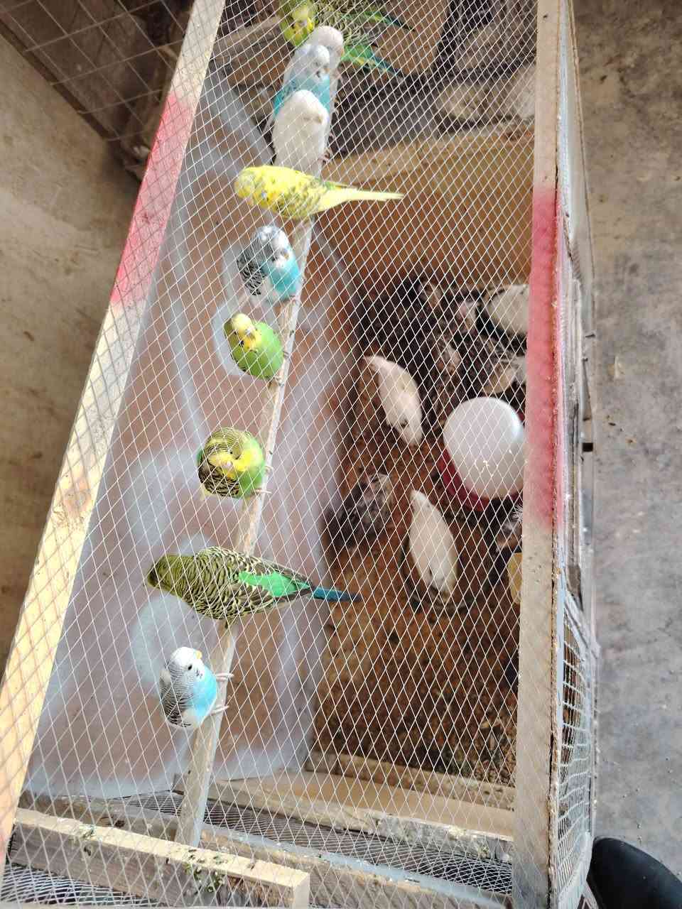 يوجد ديوكه عرب وفراريج +دراج +مريعي +بلابل
***********
