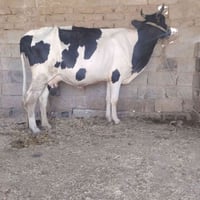 بقرة حاطه • توصيل • سديره سفلئ