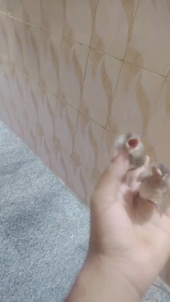سلام عليكم افراخ صحه ونشاط فول مكاني زعفرانيه ***********س تك 25قفل
