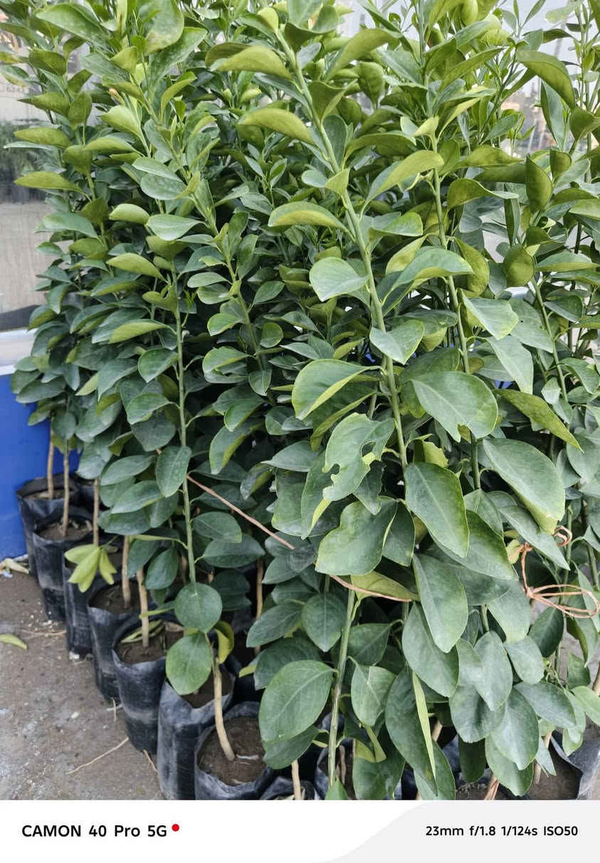 الهم صلي على محمد وال محمد 
تم وصول وجبه جديده من الحمضيات الدرجه الاولى وبأنسب الاسعار الى مشتل شهاب الزراعي عنوان المشتل الحله طريق حله هاشميه مقابل شركه الرنا العالميه 
رارنج 
برتقال 
لالنك 
النومي العراقي 
ليمون صيني 
لالنك صيني 
استفسار: ***********
