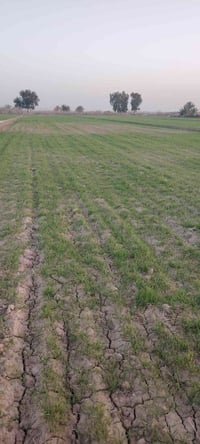 بحر النجف • ١٥٠ دونم • ماء وكهرباء