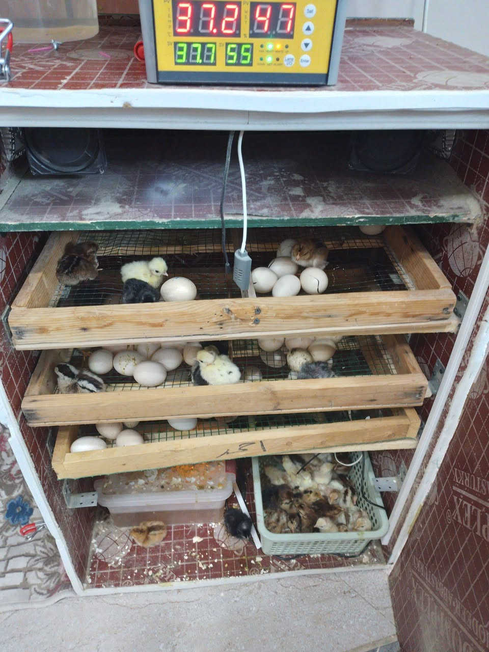 متاح فقاسه سعة ٢٦٠ بيضه تقليب يدوي نسبة التفقيس أكثر من ٩٠ بالميه


**إذا كنت صاحب هذا الإعلان وتريد حذفه لأي سبب، رجاءا أرسل رسالة إلى الدعم الفني**