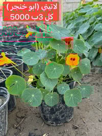 نباتات خارجية  اي حاجة من الطلب ما تعجبكم رجعوها مع المندوب   التوصيل ...