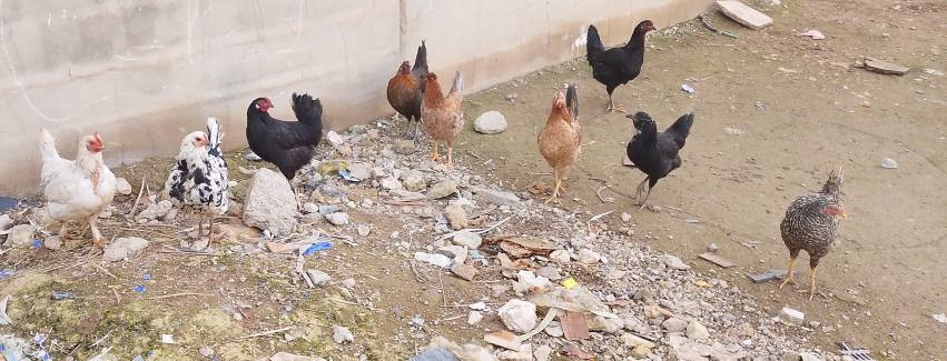 السلام عليكم للبيع دجاج نظيف خشن بياض ملقح عنوان موصل جانب الايمن قرب سوق المعاش ***********
***********
