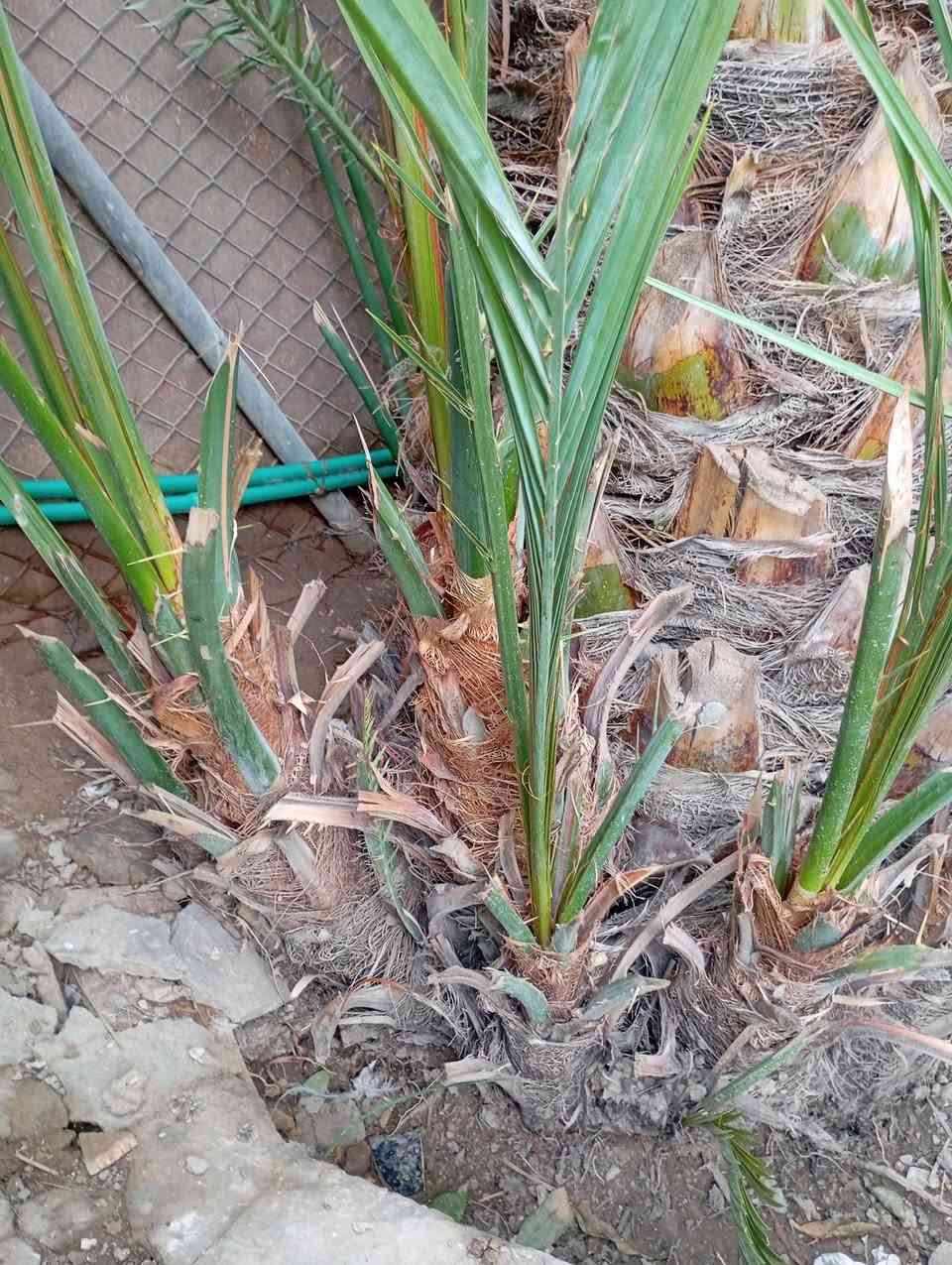 سلام عليكم فسيل بربن للبيع العدد 10ونجدي عدد وحدة بابل السياحي


**إذا كنت صاحب هذا الإعلان وتريد حذفه لأي سبب، رجاءا أرسل رسالة إلى الدعم الفني**