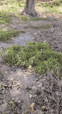 السلام عليكم
#ادمن وافق يرحم والديك الله يرزقك
الي عنده خشب للبيع  اشتري مكصوص او ما  مكصوص اي نوعيه من الخشب نشتري قلنطوز توث غرب حمضيات شعندك ناخذ يابس او أخضر
 عندك اشجار اكبار بالحديقة هم اكصها ورتبها الك 
عندك بستان وتريد تكصه اي شي ما عليك بس تعلق او تتصل او تتفضل خاص اشتري بكميات 
للعلم اني اشتري وابيع والف هلاا
اني فحام وعلى باب الله وهذا رزقنا وإنشاء الله يرزق الجميع 
اخذ بسعر زين الي عنده ينزل التفاصيل المكان الرقم
***********
