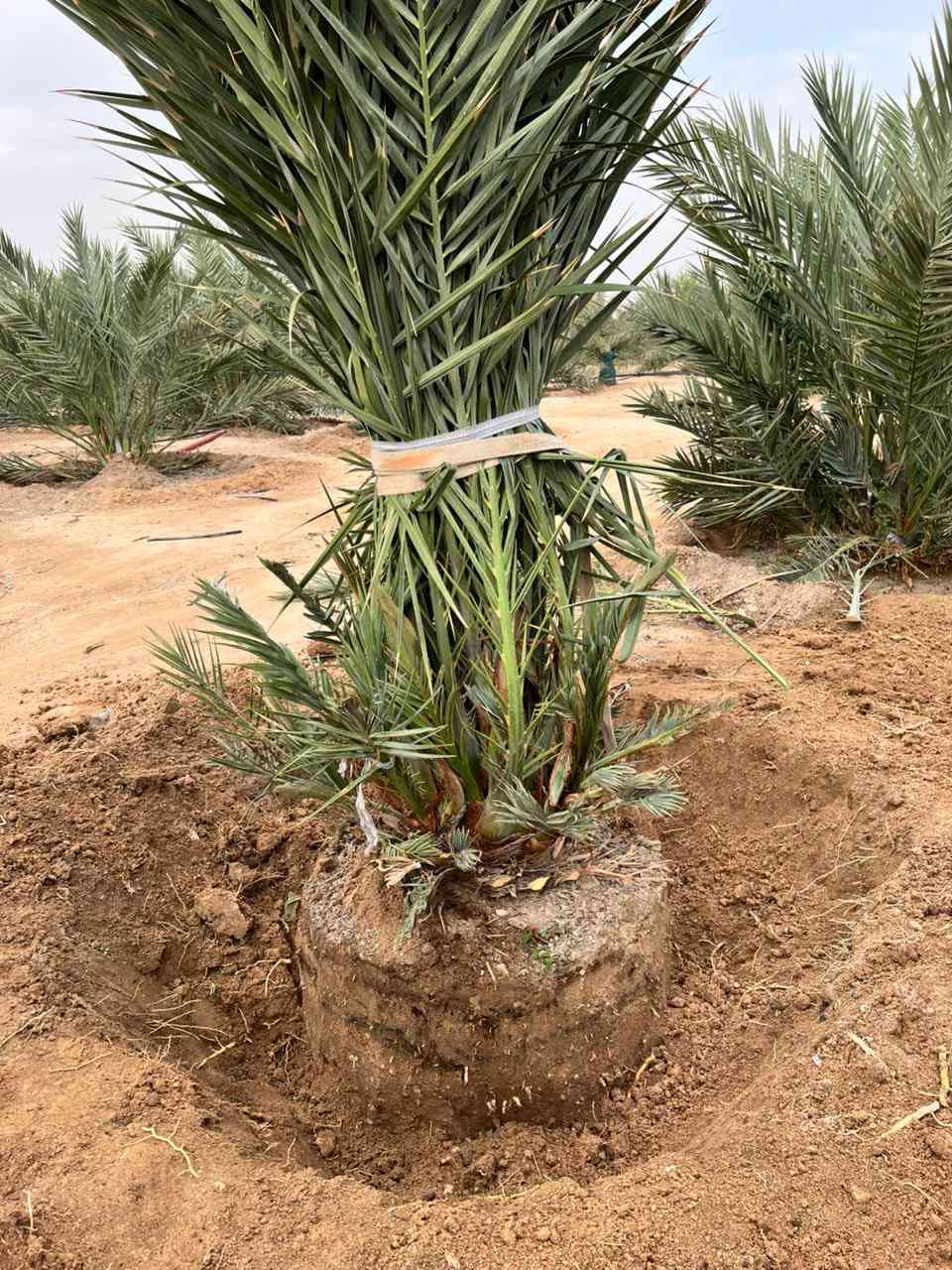 تحياتي للجميع أخوكم رضا الراشد تتوفر اميات مجهول لكعيدي هنا وفسائلهن عنواني بصره ابو الخصيب ***********
