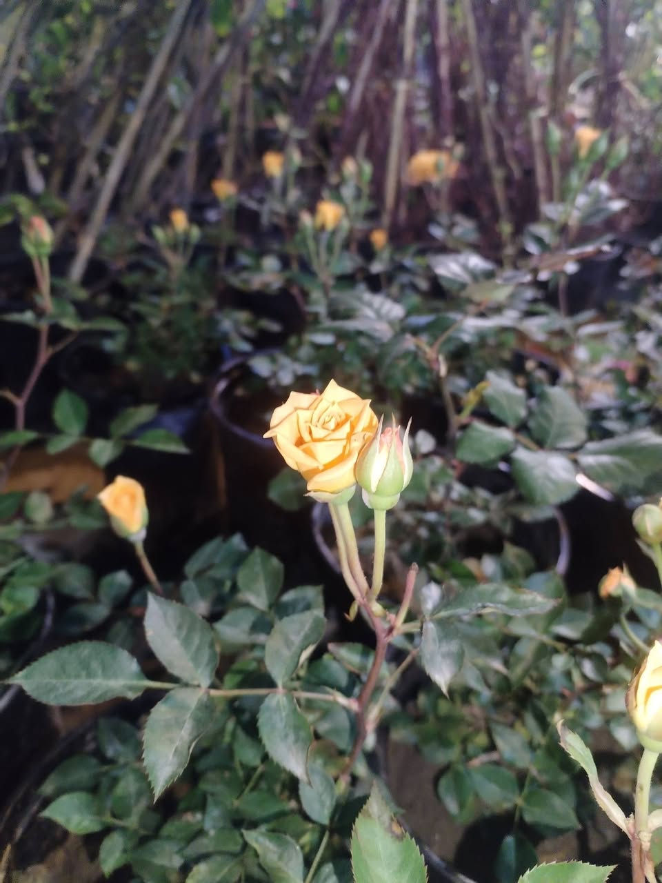 يالله يارزاق المشتل الصغير يتوفر لدينا نباتات داخليه وخارجيه واسمده وسنادين وتراب زراعي وثيل طبيعي مستعدون لعمل الحديقه للحجز والاستفسار ***********
