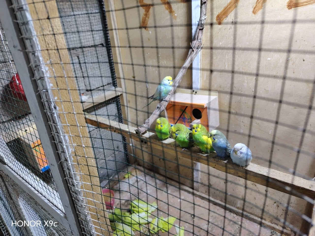 قفص معه 3 زواج بلابل حب و زوج فناجس للبيع سعره ٦٠ وبي مجال قليل ***********مكاني بلد مقابل جملون الجبس
