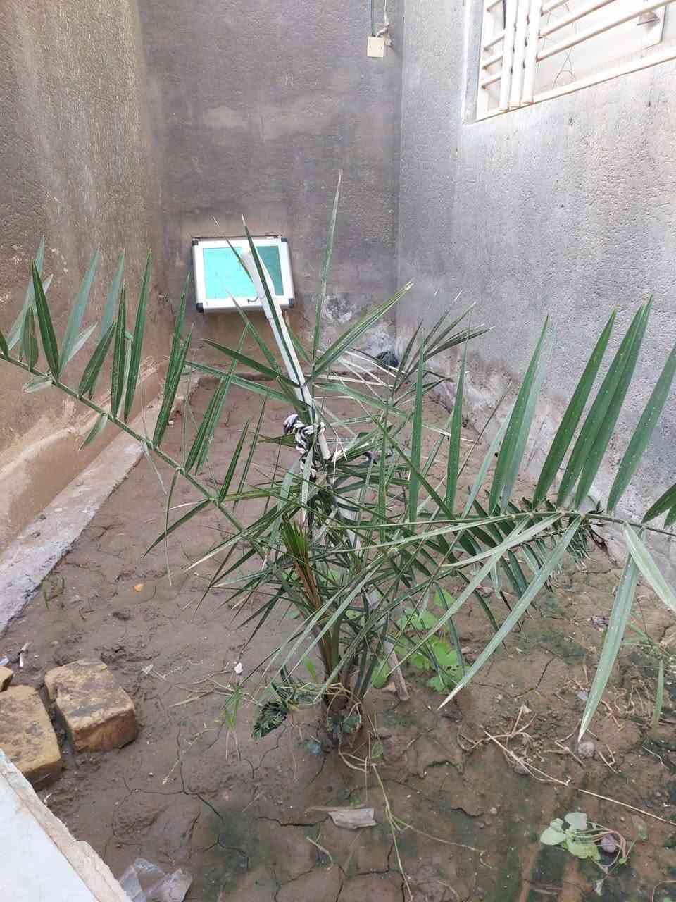 نخلة برحية زراعة نسيجية من البصرة العمر سنتين السعر 150الف سبب للبيع ضيق المساحة للتواصل والشراب على الرقم *********** .
