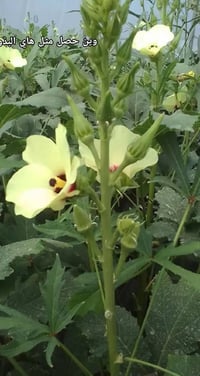 بذور بانيه • نجف • كيلو