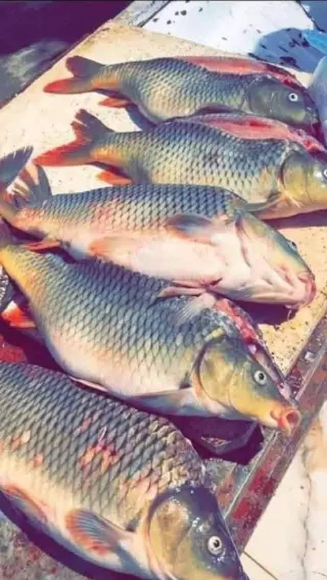 السمك من محل حسين ناصريه غير😋
🐟🐠  سمك مسكوف على الطريقه البغدادية الصلصه غير ويانه وسمك حي عدنه 
📍 العنوان 
📍 الحريه الدور نواب الظباط شارع أبو حطاب قرب الضريبه
***********📱
***********وات ساب
🛵 توصيل موجود 🏍
