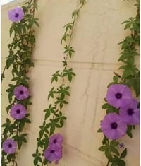 هروش متسلق • ست الحسن • مجانا