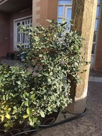 كاردينيا • ١٣ سنة • عطر فواح