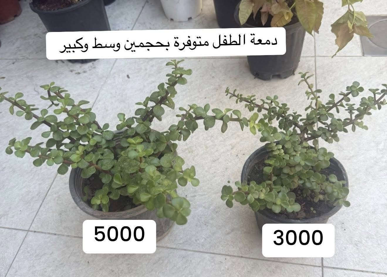 مجموعة من أجمل #النباتات 🩷مع أسعارها
متوفر توصيل لجميع مناطق أربيل 
تابعوا الأستوري تم نشر المزيد من النباتات الجميلة 🪴
#أزهار_ونباتات_أربيل


**إذا كنت صاحب هذا الإعلان وتريد حذفه لأي سبب، رجاءا أرسل رسالة إلى الدعم الفني**