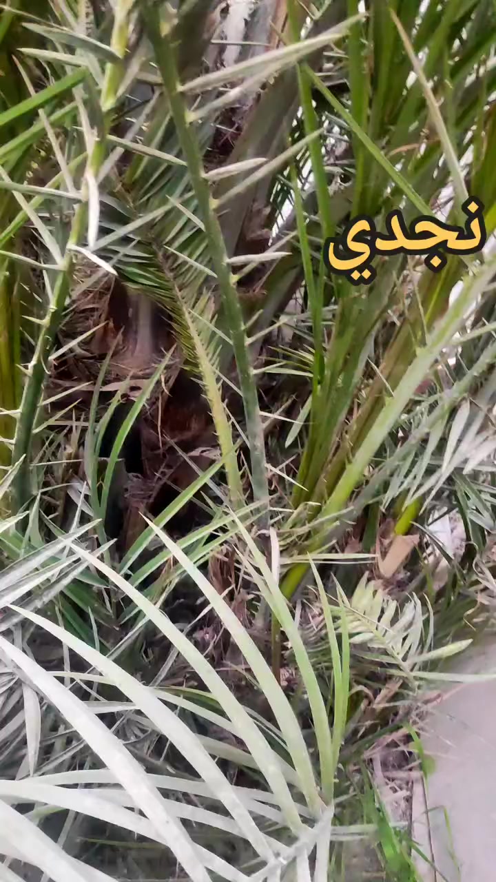 فسائل فدغ ونجدي للبيع
السلام عليكم 

فسائل فدغ عدد 7 مجذرات بالأرض تحت الام
سعر الفسيلة: 100 الف 

فسائل نجدي عدد 10 
سعر الفسيلة : 75 الف 

((القلاع على المشتري))

العنوان: الكوفة-شارع المعمل-قرب سايدين المطار الجديد

للاستفسار : ***********
