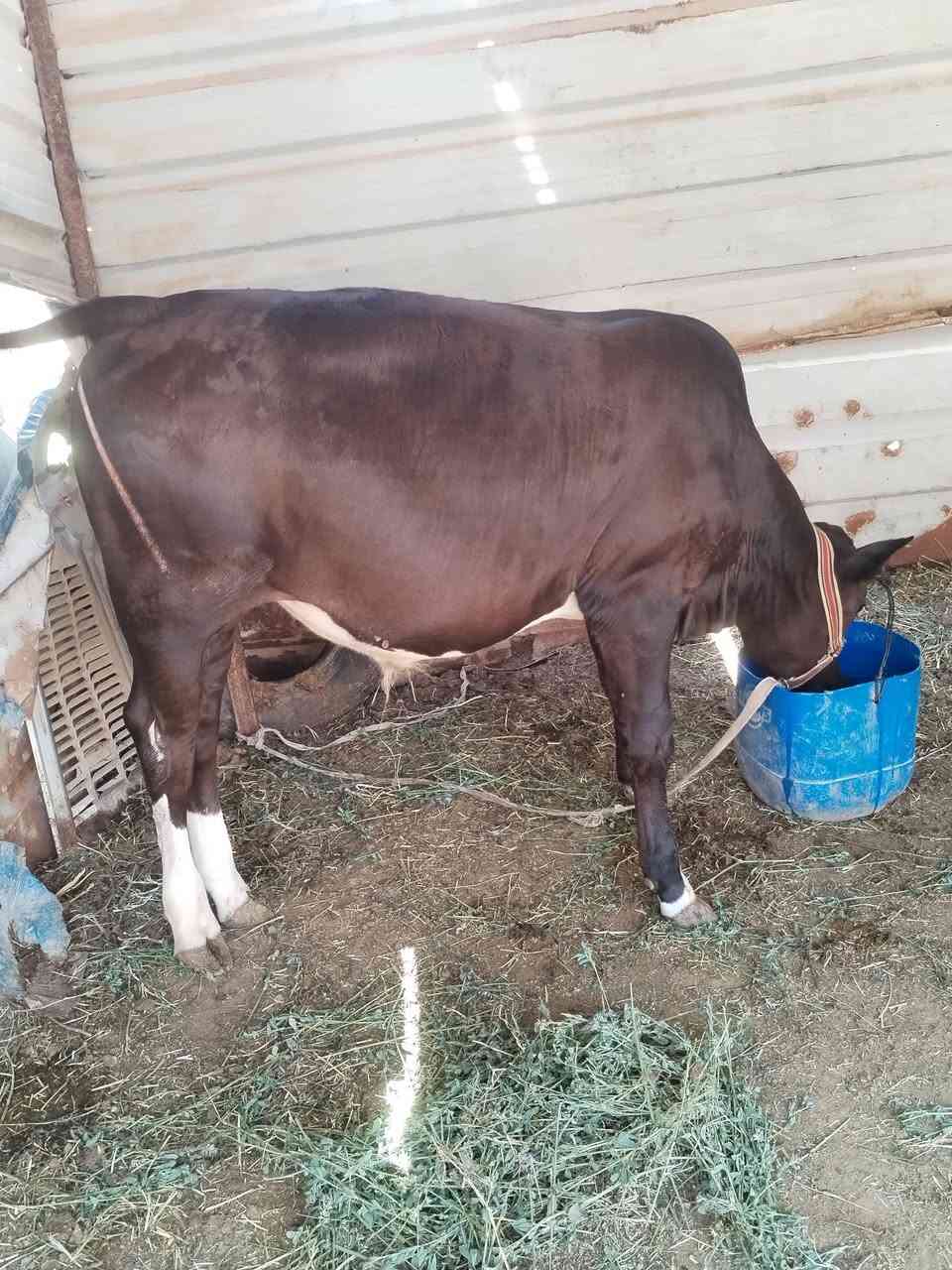 عجول ٢ سمان يرهمن ربط ذبح
السماوه ***********
