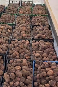 كمة • بعد السلق • منظفة