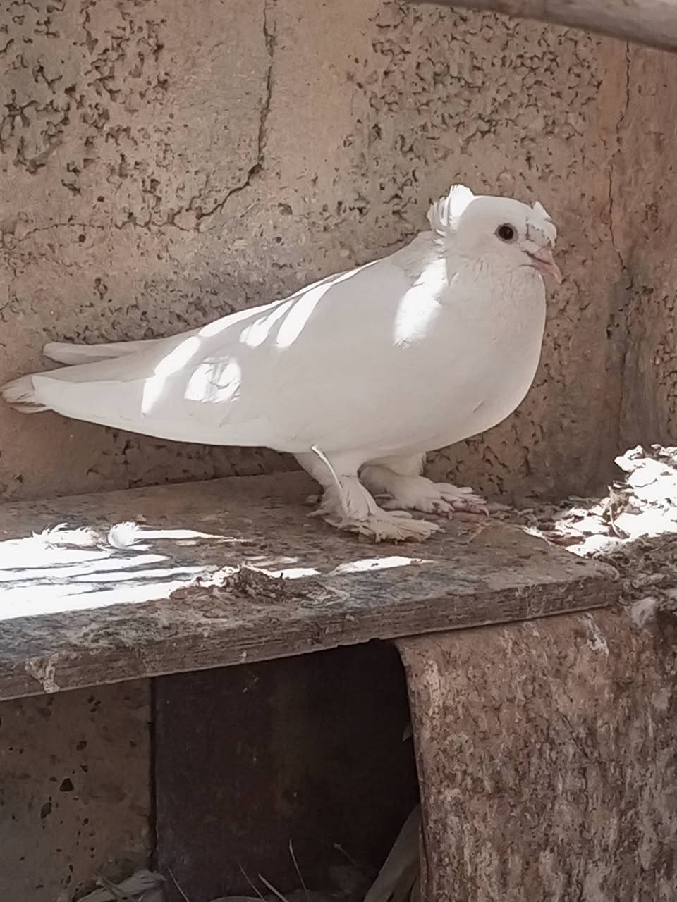 زوج حمام للبيع ب15الف


**إذا كنت صاحب هذا الإعلان وتريد حذفه لأي سبب، رجاءا أرسل رسالة إلى الدعم الفني**