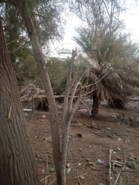 ابو الخصيب • ١٠٠٠م • زراعي