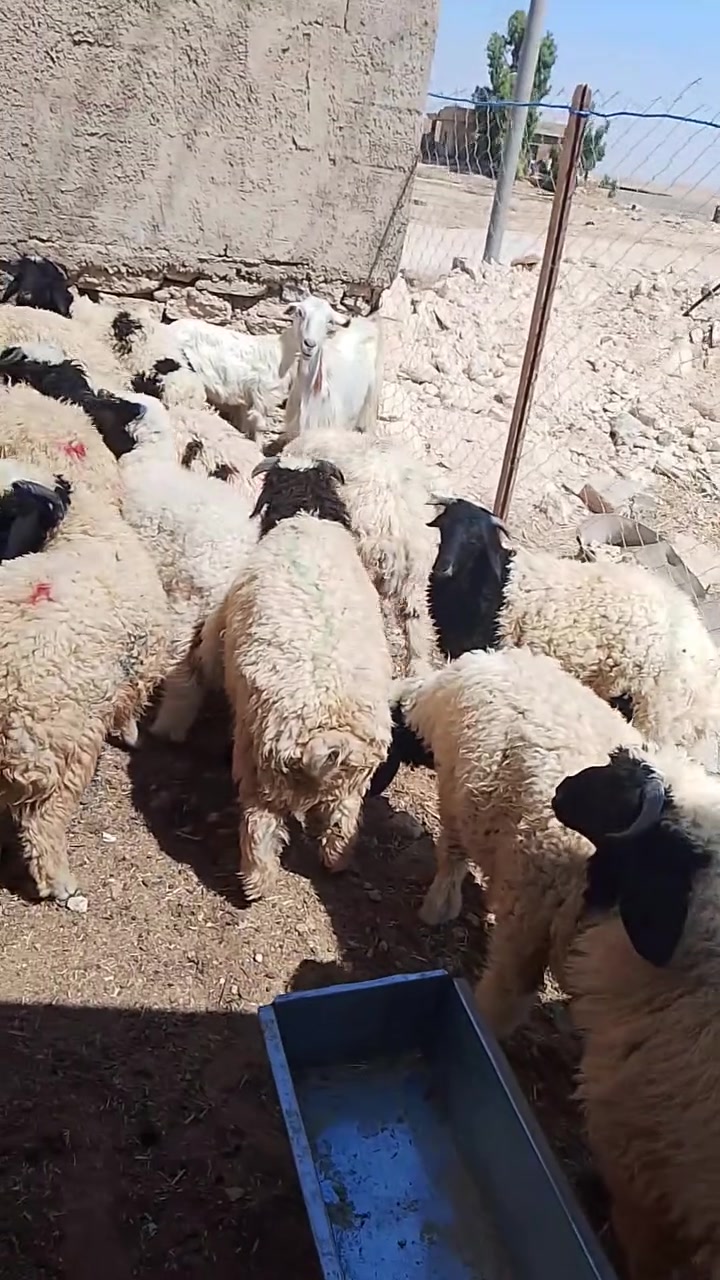 السلام عليكم متاح طليان للبيع  ***********
