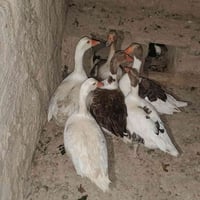 ٦ قازات • ٥ نثايه وفحل • عاديات
