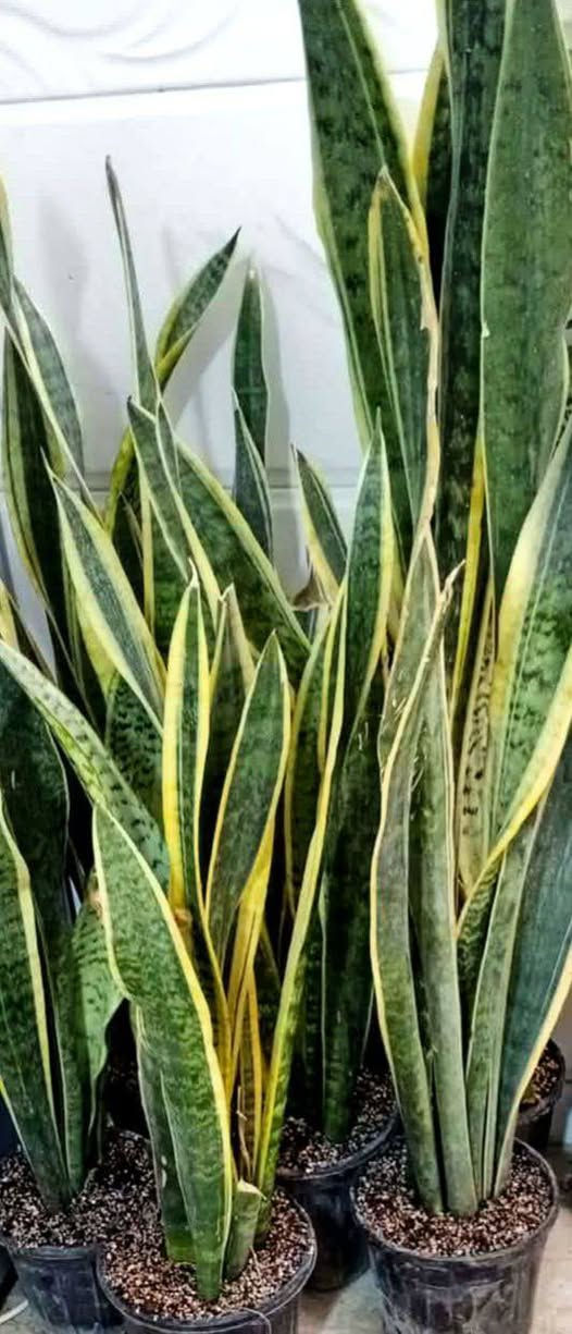 بسم الله...
 اولاً:اليوم مسويلكم عرض تخفيضات على كل  النباتات الظلية 🤩

ثانياً:سوينالكم مسابقة تجننن والجائزة للفائز الاول نبات من اختياركم والفائز الثاني نبات جلد النمر قياس الكبير 🤩
منشور المسابقة 👇

https://www.facebook.com/share/1C1bHhAyNw/

(وفرنالكم نباتات ظلية منزلية تتحمل اجواء الشتاء 🌱)
(كافة مستلزمات النباتات/بيتموس هولندي /سماد بأنواعه/برلايت/احجار الليكا(كرات الطين)/ محفز للجذور/محفز للتزهير/ مبيدات فطرية وحشرية....وغيرها) 

العنوان//بغداد سبع ابكار 🌱
التوصيل//لكل المحافظات العراقية 🌱 
للحجز //مراسلة الصفحة او واتساب ***********🌱
#العراق #نباتات_ظلية #نباتاتي #ازرع_ولاتقطع #بغداد #اكسبلور  #سنة2026
 #سنة_جديدة #اكسبلور_فولو❤️
#اكسبلور #ترند
