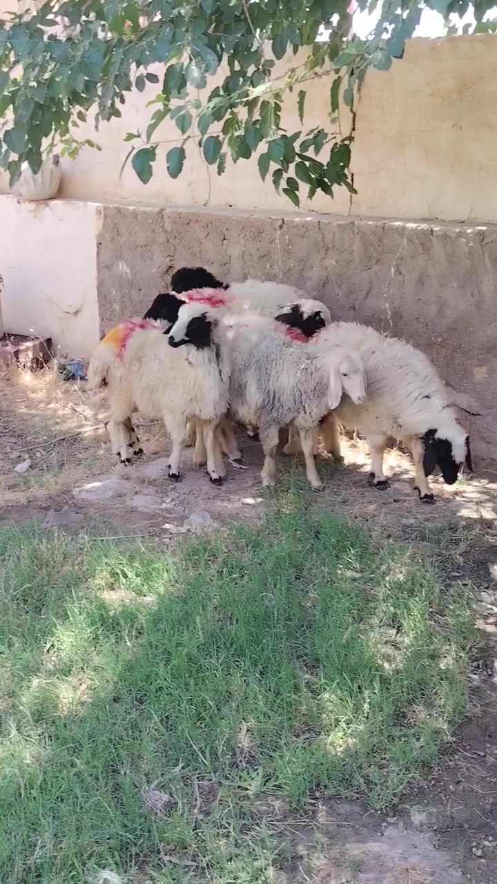 سلام عليكم. اخوان متاح ٦ دجات مالات جنية فاخرات كامل مواصفات الجنية ع كل عيب سعر الزوج ب ٥٠٠ مكان حديثة حقلانية يوجد توصيل حسب الاتفاق للاستفسار الاتصال على الرقم ***********
