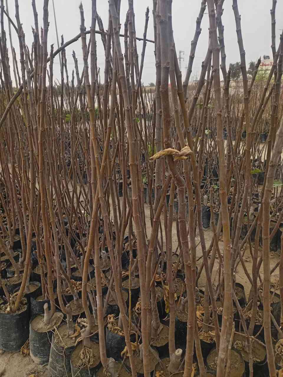 عرض خاص لفترة محدودة
يتوفر لدينا تين أسود بني مسلم أصلي
– ارتفاع الشتلة: متر ونص 
السعر: 5 شتلات بـ 20,000 دينار عراقي
التوصيل: مجاني إلى جميع محافظات العراق 🇮🇶
يتميز بإنتاج وفير، ناضج، وغزير الحمل
مناسب للحدائق المنزلية والأراضي الزراعية
📞 للطلب عبر واتساب او الاتصال على الارقام التالية 
***********
***********
