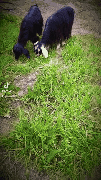 متاح  جذاع عشر للبيع سعر الزوج 500 وبيهن مجال  07812202592