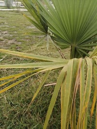 دار للبيع • شارع عشرين • ١٠٠م