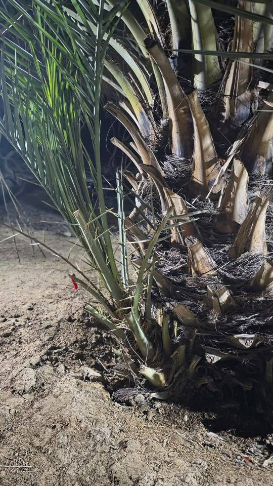 سلام عليكم فسائل مكتوم تمرتهة خشنة للبيع سعر ال وحدة 100  الاستفسار ***********
