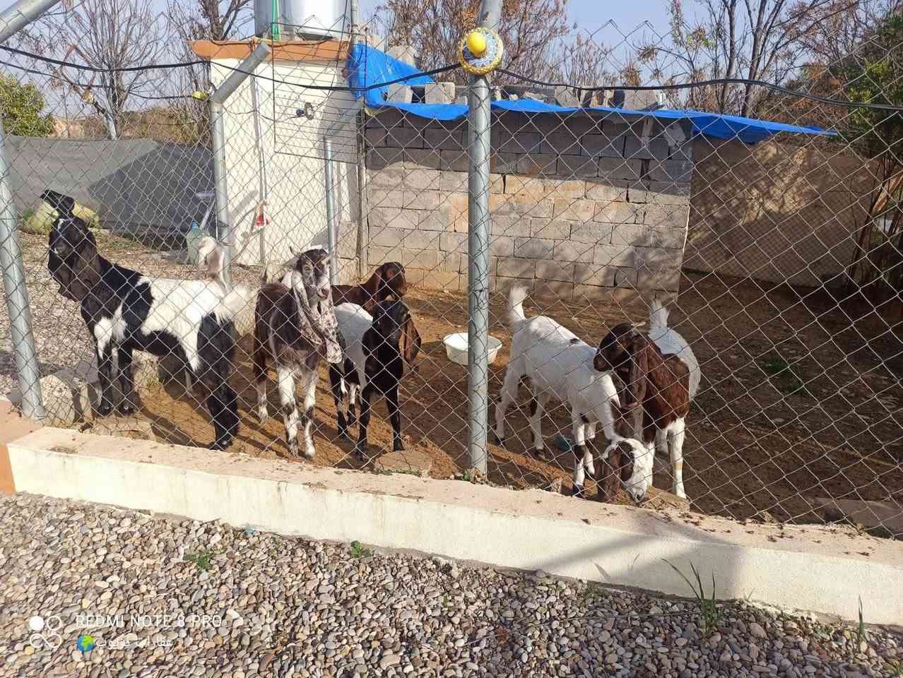 باخێکی جوان وهەرزان بۆ فرۆشتن
ناو نیـــشــان . بـــاریــکە لای قورسانەکەی وەلی ئاغا 

🔹 ئەگەر ئەتانەوێ ببن بەخاوەنی باخێک ئێستا جوانترین باخ لامان بەردەستە 1600 متەرە

🔸ژوورێکی 6*4
🔹متبغێکی 4×4
🔹كاره بای هەیە💡⚡
🔸باخچەی جوان و گەورەی تێدایە
🔹 دووئاوی هەیە ئاوی بیری ئەرکەوازیوو بیری دەستی 🏓
🔹دارى بەری10ساڵەی تیایە 🌴🍀🌷
🔸سەکۆیەکی گەورەی تێدایە و حەدیقەی تێدایە
🔹شوينى مريشك به خيو كردنى حیوانی تیایە  🐦🦃
🔸ته نكى ئاوى تێدایە
🔹نزیک جادا کۆلانی پانە 
ئەم باخە کاملە نووقسانی تیانیە 
#بۆ_کڕین_و_فرۆشتنی_باخ پەیوەندی بکەن ***********
زۆرترین دۆنم و باخمان لایە بۆ فرۆشتن
کەلار و ناوچەکانی ودەوروبەری
#گەورەترین_پەیجی_کڕین_و_فرۆشتنی_دۆنم_و_باخ_لە_کەلارو_دەوروبەری

پەیجی نوسینگەی صــالــح ئــاغا محمد 
✅#بۆزانیاری_زیاتر_پەیوەندی_بکەن
             *********** 
                          🌹🌹🌹🍁🍁🍁🍁🌹🌹🌹
        
        #بۆکڕین‌وفرۆشتنی‌_خانوو‌_زەوی_دوکان_موڵک_دۆنم_باخ_
        #پشت_بەخوا_لە_ئاست_متمانەی_ئێوەی_بەڕێز_دەبین

        #ئەگەر_بەڕێزتان_ئەتانەوێ_موڵک_لە_ڕێگەی_ئێمەوە_بفرۆشن

     📌 #ناونیشانی_تەواوی_موڵکەکەت

     🏡 #چەن_وێنەیەکی_موڵکەکەت
      💲#نرخی_گونجاوی_موڵکەکەت_بنێرە.📨
*********** ڤایبەر واستئاپ تەلیگەرام
