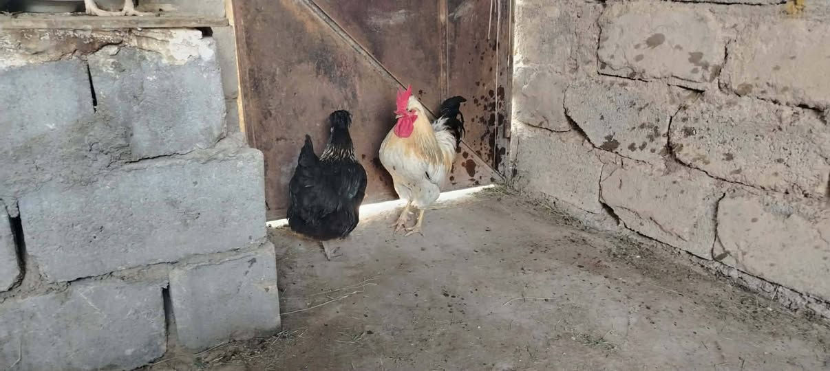 دجاج للبيع سعر 40 مكان كربلاء الحسينيه
الاتصال ***********
