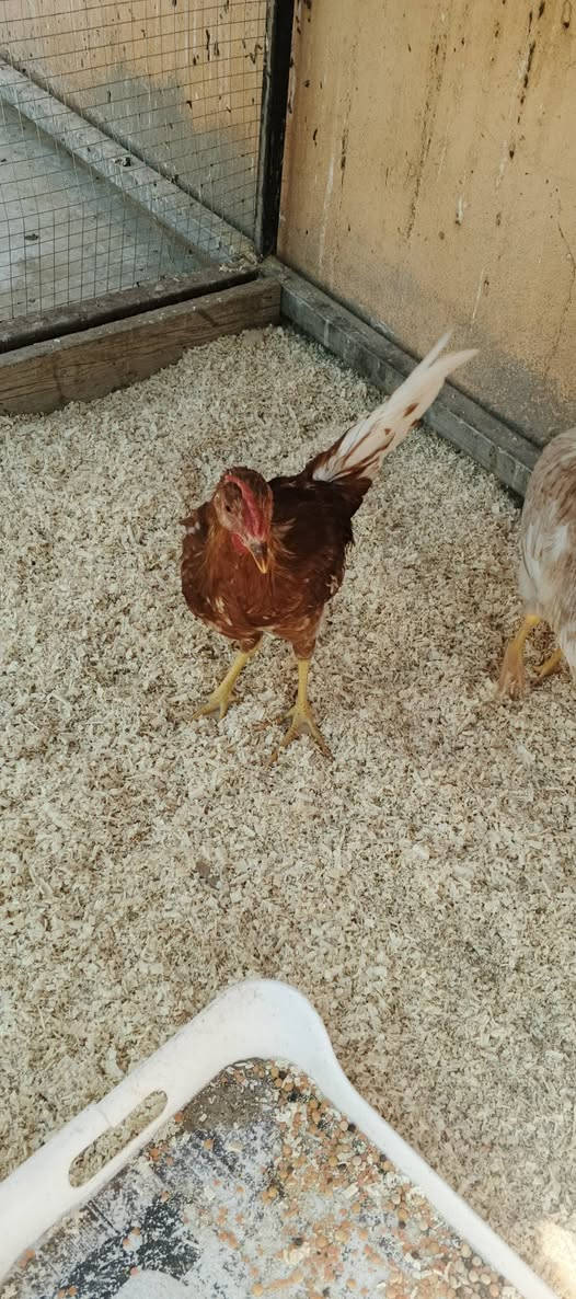 ديوك اللبيع


**إذا كنت صاحب هذا الإعلان وتريد حذفه لأي سبب، رجاءا أرسل رسالة إلى الدعم الفني**