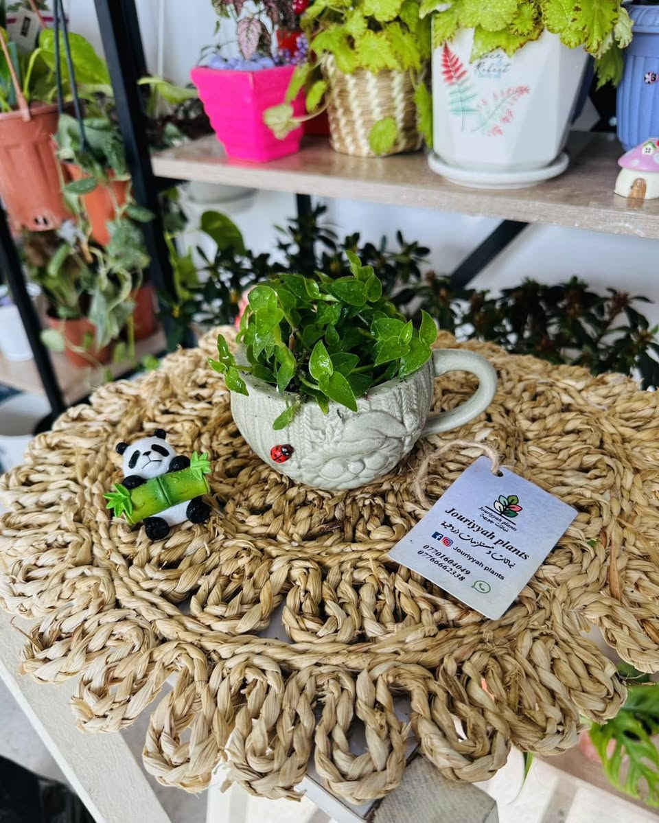 عررررض كل قطعة بالمنشور ب٣٠٠٠ بس

🚚 توصيل فقط 
والتوصيل مجاني للكندي

#Jouriyyah_plants #نباتات #موصل #ديكور #زراعية #استشارات #هدايا #فايتر #سمك #احواض


**إذا كنت صاحب هذا الإعلان وتريد حذفه لأي سبب، رجاءا أرسل رسالة إلى الدعم الفني**