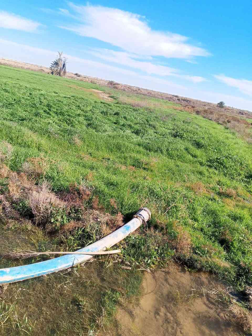 سلام عليكم كاع البيع سفحه مال حلال 20دونم ماي متوفر مكاني رفاعي على طريق ابو الماش الشراي هاذه رقمي للتواصل ***********استفسار
