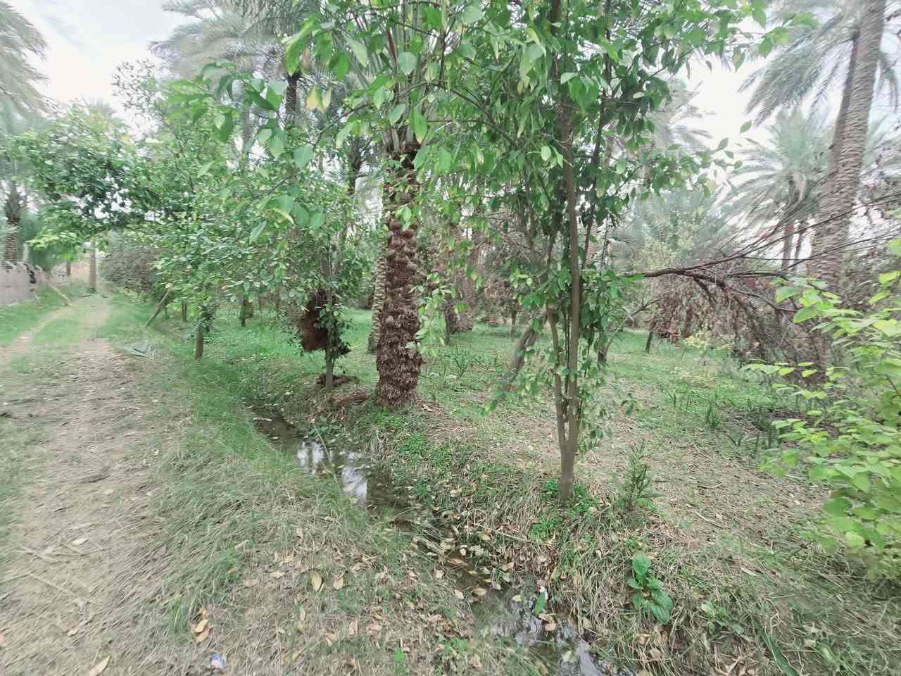 اللهم صل على محمد وأل محمد ليوم

 جبنالكم عرض مميز  وبسعر مناسب جدا واحلئ

 مايكون بهذا العرض هوه المنطقة والجيران الطيبة والهدوء 

 للبيع    دونم  المساحة بالأمتار 2500 متر محدد ومسيج بالكامل 

   تتوفر كافة الخدمات 

  كهرباء ضغط عالي مي اساله 

   مي سقي سيح البستان مخدومة

 بالكامل العنوان كربلاء شارع الحسينية سايد المواكب

 قرب جسر 🌉 الإبراهيمية الها مدخلين مدخل الأول من

 شارع الحسينية ومدخل الثاني من شارع الابراهيمية تبعد

 عن شارع الحسينية 1000  متر وعن جسر الإبراهيمية كيلو ونص 

 وعن مركز المدينة 15 كيلو منطقة سكنية عرض الشارع

 النازل عل بستان 6 متر واكو مكانات 7 و 8 م علمأ نوع السند

 طابو زراعي سند 25 تحويل سهم مباشر بأسم المشتري

 أصل السند  6   دونم فقط انزل اسمك سهم بالسند بمساحة

دونم  

#السعر   210   مليون  مع المجال

 للجاد بالشراء 

للإستفسار أكثر #اتصلوا بالأرقام التالية 

(  ‏‪***********‬‏  )(  ***********  ) 

ابو فاطمة عنوان المكتب شارع الحسينية قرب جسر 🌉 الإبراهيمية مقابل شارع عون مكتب النافعي للعقارات كربلاء   النافعي للعقار       #اشاره #الاصدقاء #متابعين #اكسبلور #الجميع #متابعين #اكسبلور #الجميع #متابعين #اكسبلور @إشارة
