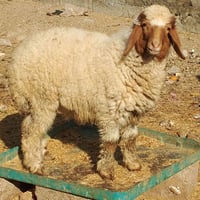 فطيمه للبيع 07759235718