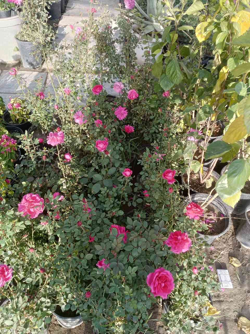 اللهم صلي على محمد وال محمد تم وصول وجبه جديده من الضليات بأنواعهه والحمضيات والورد الجوري بأنواعه واحجامه والورد الايراني بمختلف الالوان وبأسعار تنافسيه يعني بسعر الجمله وعنده جمله لاصحاب المشاتل وعنده توصيل هم كل مناطق المسيب يعني تريد تزورنه مليون هلا مالك خلك مابيك حيل اتصل وكلشي يوصلك لباب بيتك عنوانه مسيب حي المعلمين قرب سكت القطار مشتل الشمري


**إذا كنت صاحب هذا الإعلان وتريد حذفه لأي سبب، رجاءا أرسل رسالة إلى الدعم الفني**