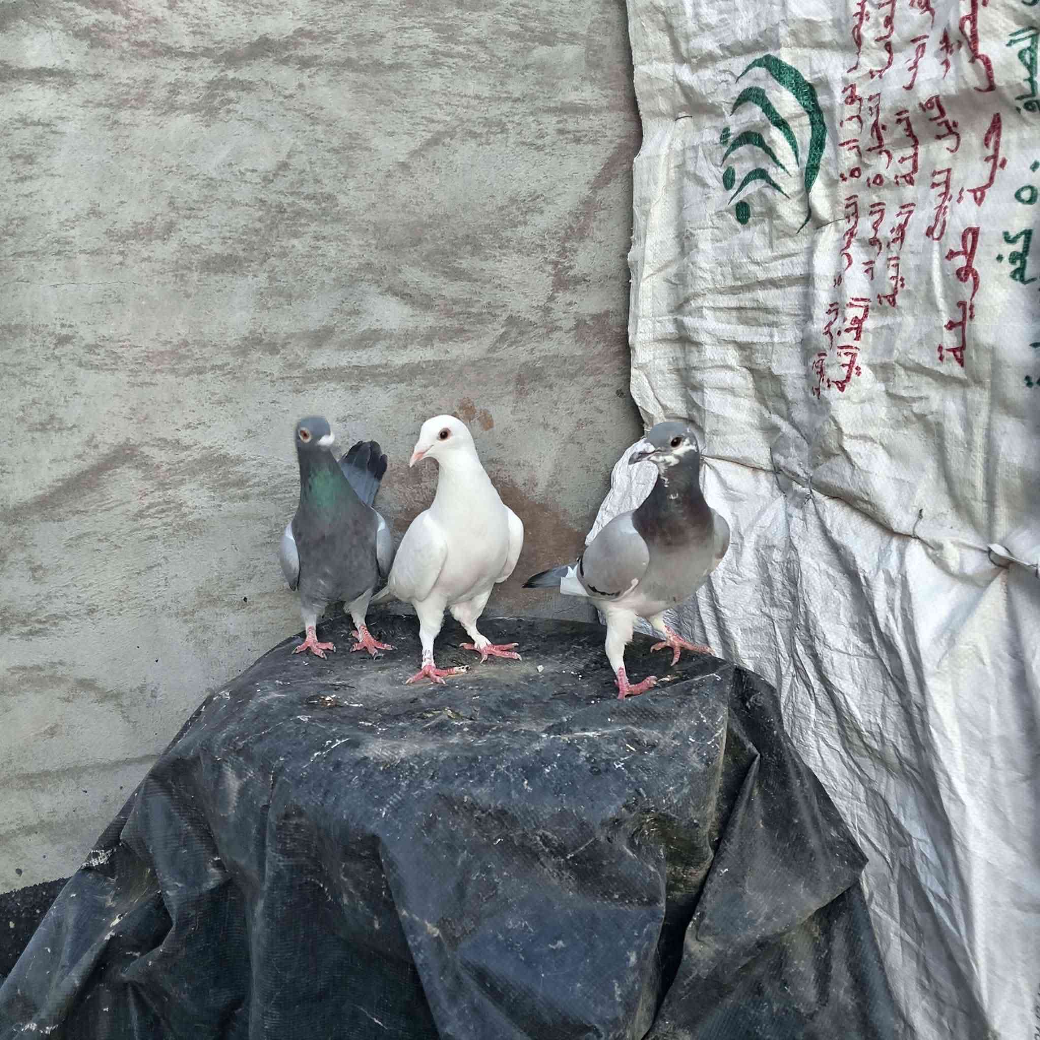 متاح زوج زواجل بيض بعدهن مخالف
وياهن 3 نثايه زواجل سعر الزوج 10 
المكان الرمادي سجاريه


**إذا كنت صاحب هذا الإعلان وتريد حذفه لأي سبب، رجاءا أرسل رسالة إلى الدعم الفني**