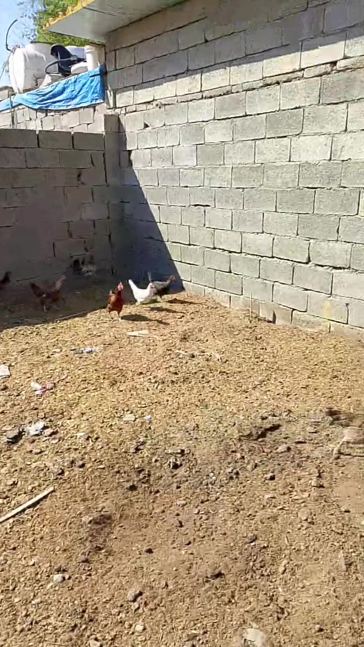 السلام عليكم اخوان عندي هاذ الدجاج بيه بدايت اصابه دجاج بعده نشط مال ذبح اريد ابيعه


**إذا كنت صاحب هذا الإعلان وتريد حذفه لأي سبب، رجاءا أرسل رسالة إلى الدعم الفني**